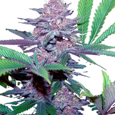 BLUE DREAM AUTO - 420 FASTBUDS